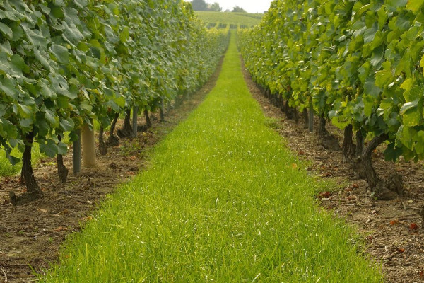Les Vignes Semi-Larges pourront se déployer en AOC Champagne   