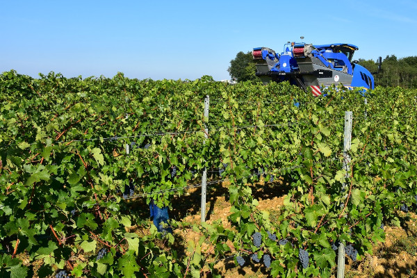 Vendanges rapides en vue pour l'Anjou   