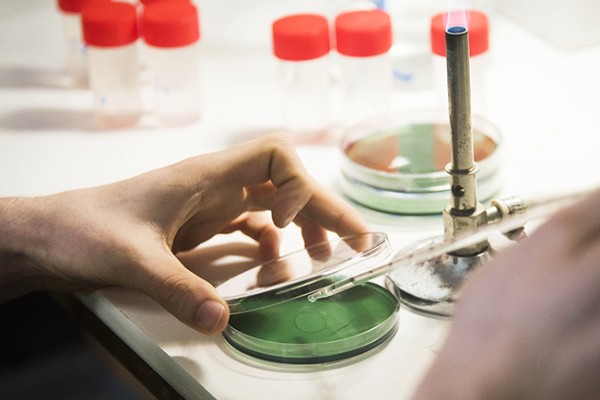 50 millions d’euros pour trouver les levures et bactéries des vins de demain