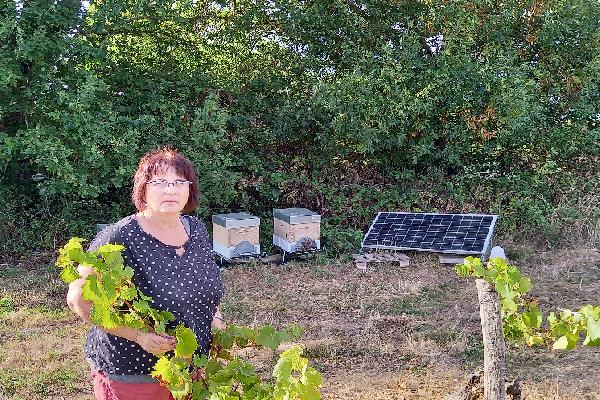  Vignes et abeilles peuvent cohabiter moyennant quelques précautions