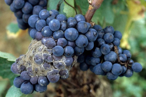Le Botrytis accélère la vendange des rouges