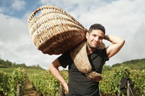  Le domaine Pavelot fidèle aux paniers en osier pour les vendanges