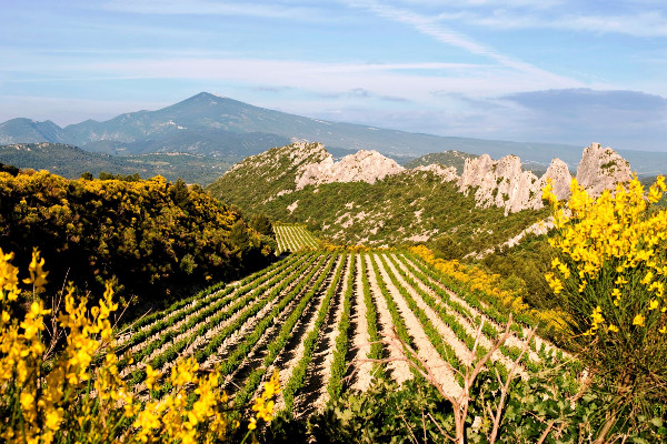 Gigondas a carte blanche pour ne plus se limiter aux vins rouges