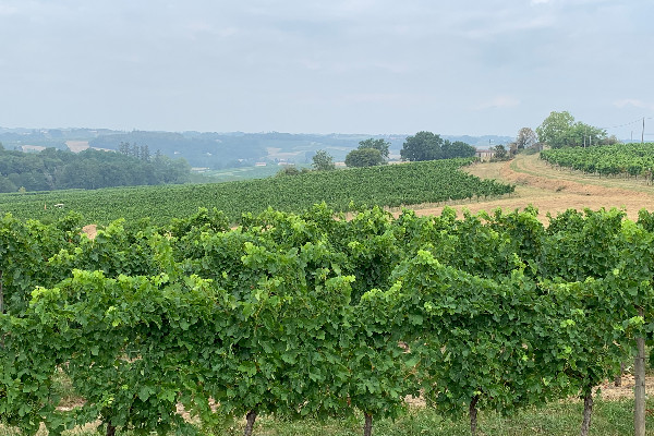 L’incendie en cours dans le Médoc ne bouleverse pas les vendanges