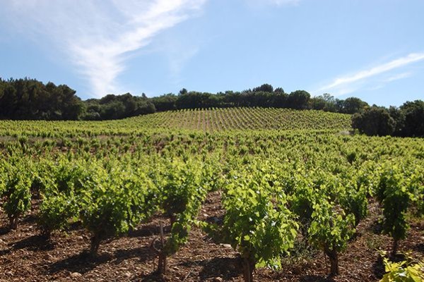 L’ordre des vendanges bouleversé dans les Côtes-du-Rhône
