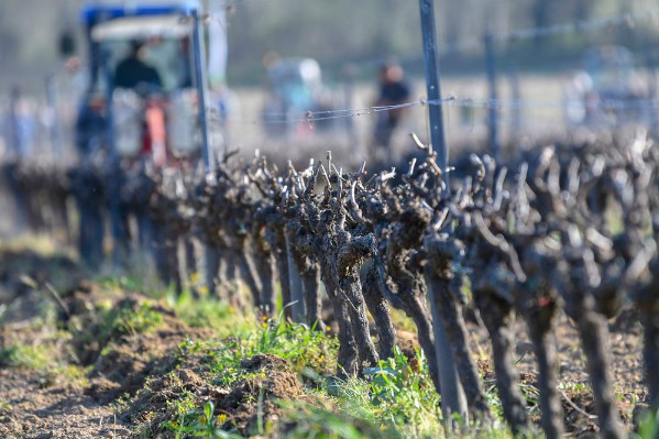  Les solutions de trois vignerons pour limiter la casse des ceps lors du travail du sol