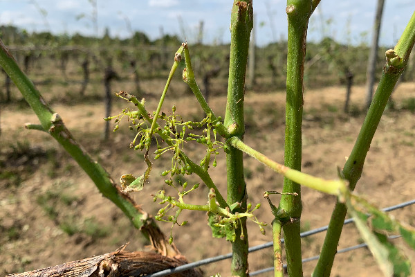 Les vignerons non-assurés seront indemnisés à 45 % dès 50 % de perte de récolte   