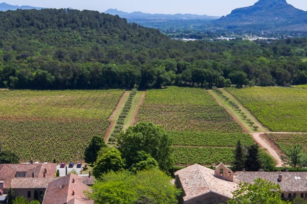 Des vignes mycorhizées pour les aider à supporter le changement climatique