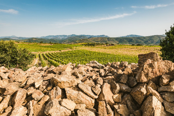 Le domaine Gayda étend sa gamme de vins au Roussillon