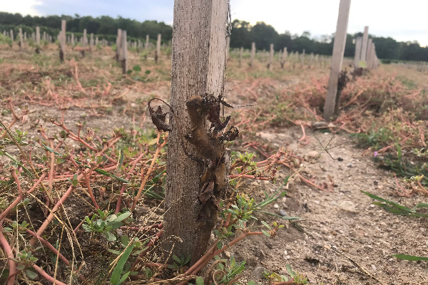 Sans moyenne olympique révisée, la nouvelle assurance du vignoble est-elle mort-née ?