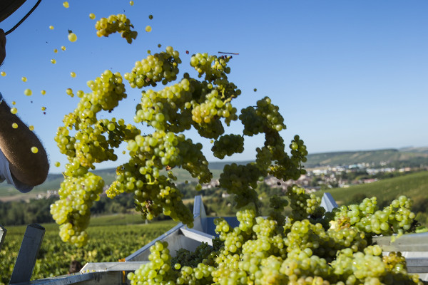 De la réserve, mais peu de dépassement des rendements pour les vins de Bourgogne