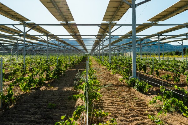 L’agrivoltaïsme inquiète les syndicats agricoles et viticoles 
