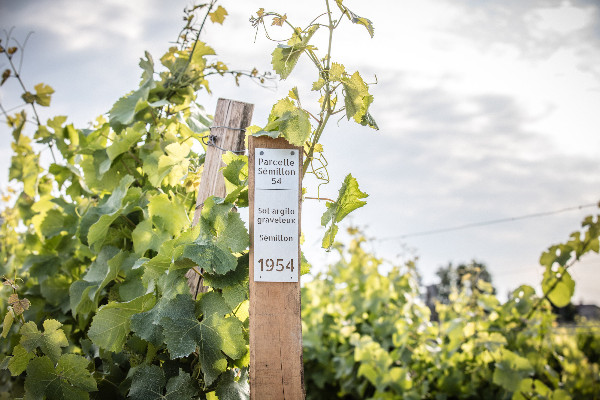 Parcellaire ! Parcellaire ! Est-ce que le vin de Bordeaux a une gueule de parcellaire ?   