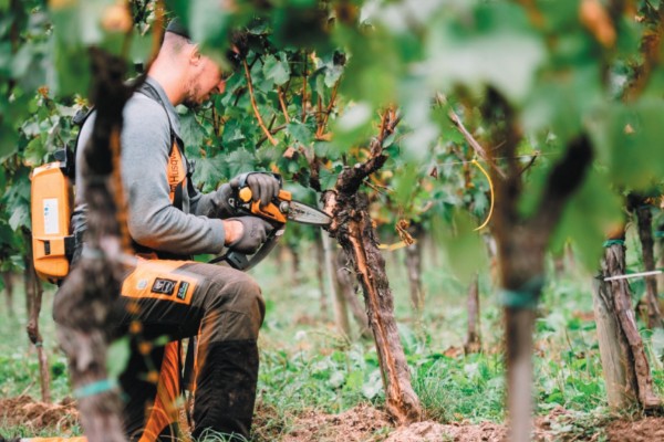 Du curetage ajouté au menu du diplôme vigneron de taille