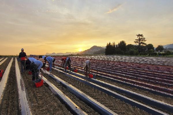 Les reprises en pépinières s'annoncent moyennes à cause de la canicule de juin