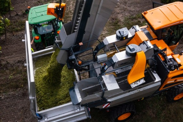 Les belles surprises côtoient les déceptions pour les vendanges de Cognac
