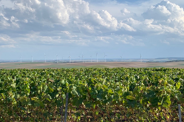 Victoire des paysages viticoles de Champagne face aux éoliennes