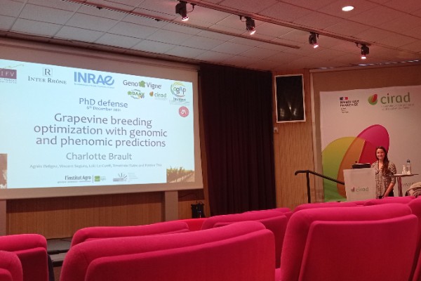 Charlotte Brault gagne le prix Amorim et la recherche 5 ans de sélection des vignes du futur