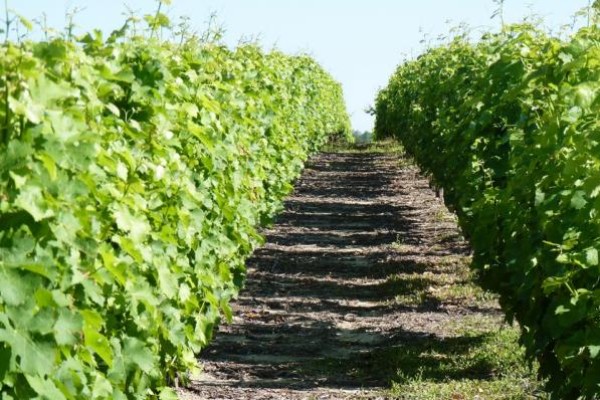 Cheverny expérimente toutes les innovations de la filière vin