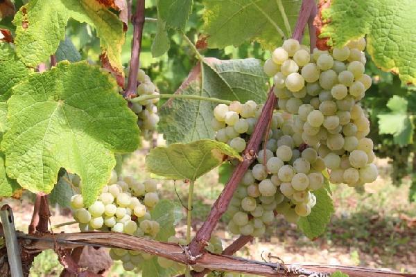  Les cépages blancs résistants au mildiou et à l'oïdium font leur trou