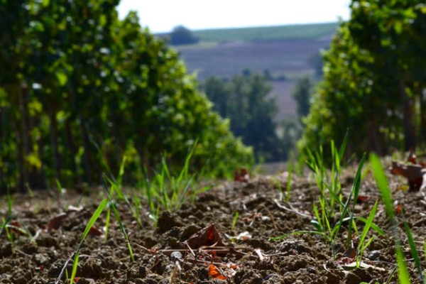 Les semis de couverts végétaux au vignoble bousculés par la météo