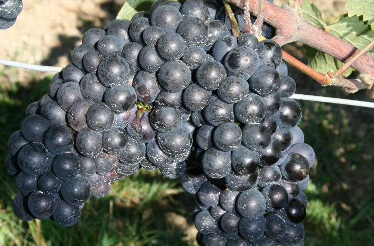 220 grammes, poids record pour les grappes de Champagne