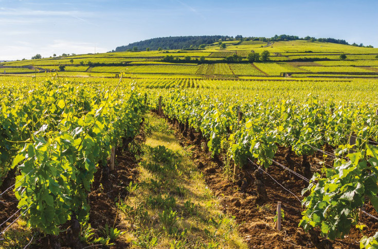 Un fonds d’investissement lyonnais s’implante dans le vignoble de Bourgogne
