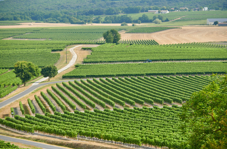 Vendange abondante à 14,2 hl AP/ha et rendement réduit à 10,5 hl AP/ha pour Cognac