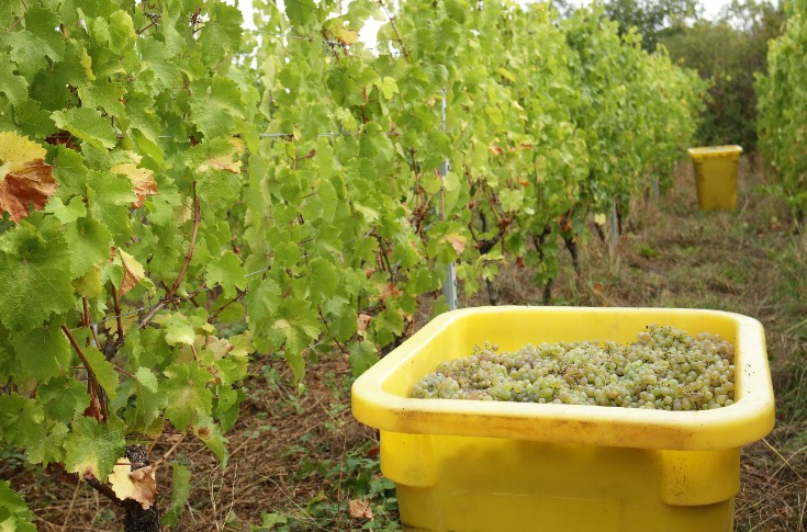 Les vignes d'Alsace contiennent la pression oïdium pour des vendanges à bon potentiel