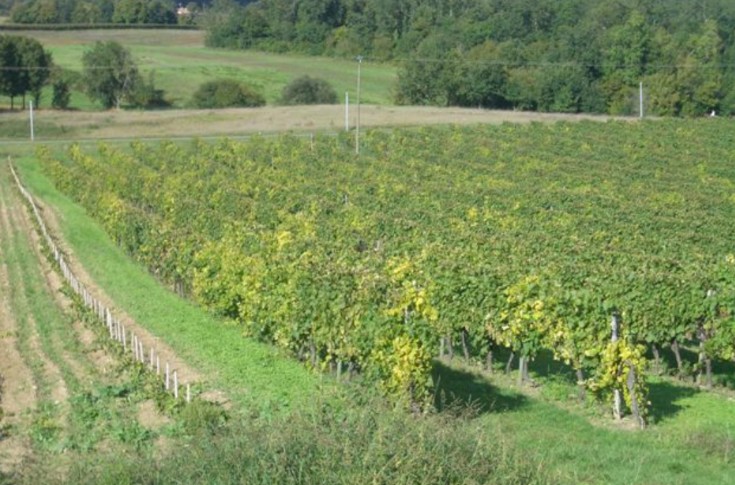 10% du vignoble de Cognac pourrait se passer des traitements obligatoires contre la flavescence dorée