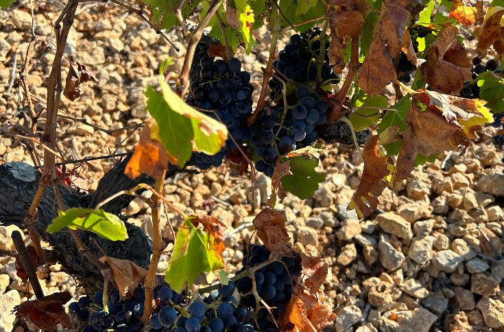 Question de vigne ou de mort face au manque d'eau dans le Midi