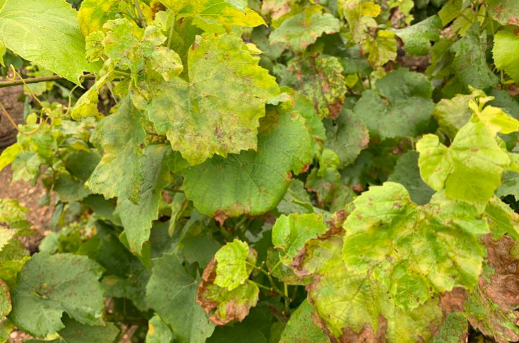 Un nouveau biocontrôle contre le mildiou et l’oïdium de la vigne