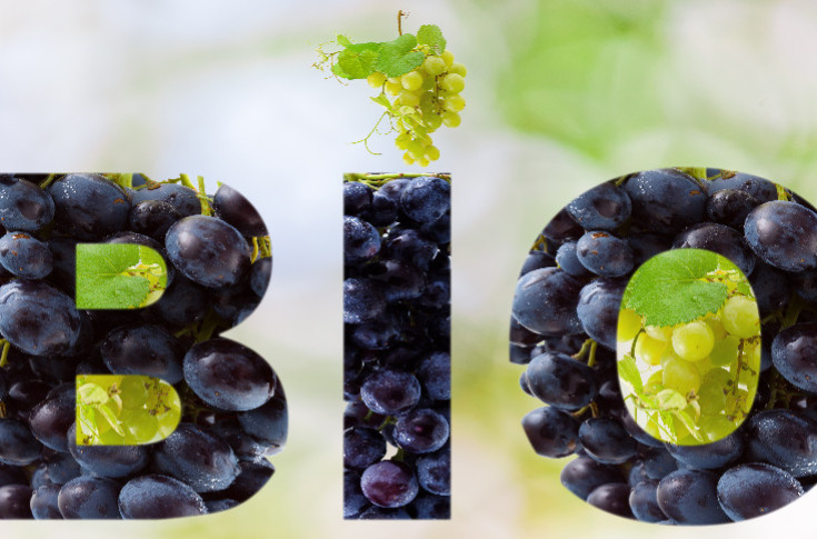 Cuivre, bilan carbone… Les vins bio répondent aux questions qui fâchent