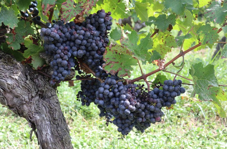 Un beau temps providentiel pour les futurs vins de Loire