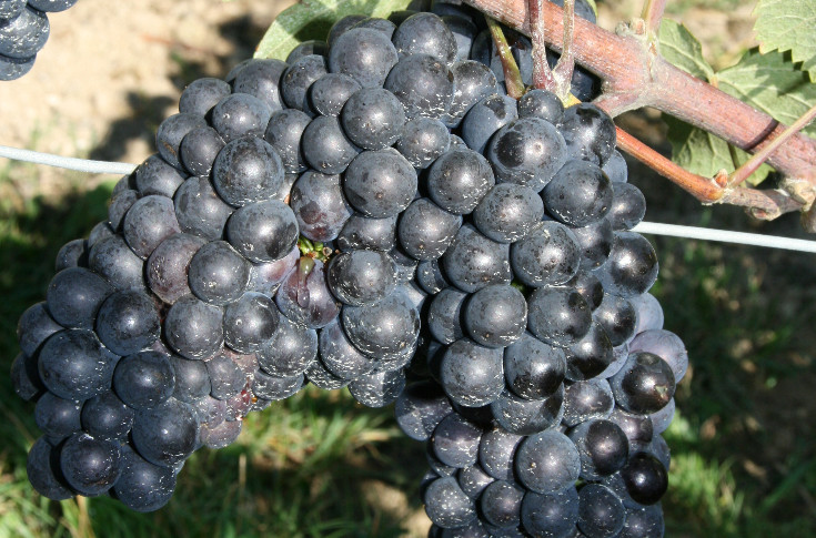 Champagne grape clusters weigh in at a record 220 grams Champagne grape clusters weigh in at a record 220 grams