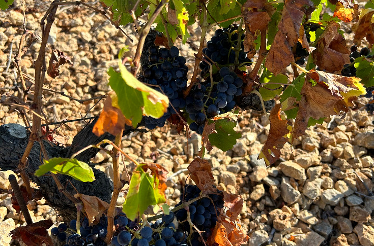 Lack of water in the South of France creates life or death situation for vineyards