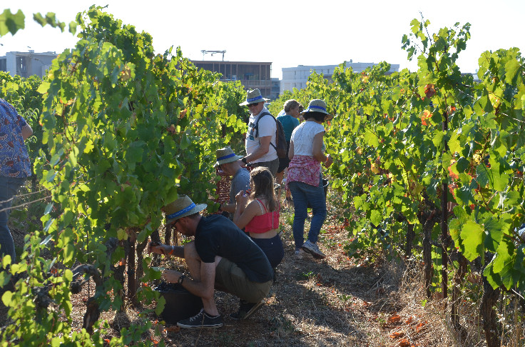 Vendanges solidaires montpelliéraines pour l'inclusion et le partage