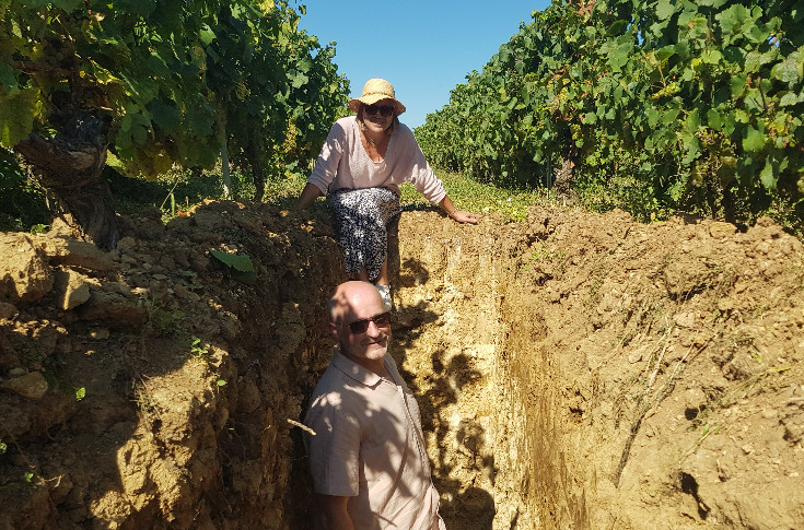 Comment une vigne taillée à la tronçonneuse se révèle être une perle rare
