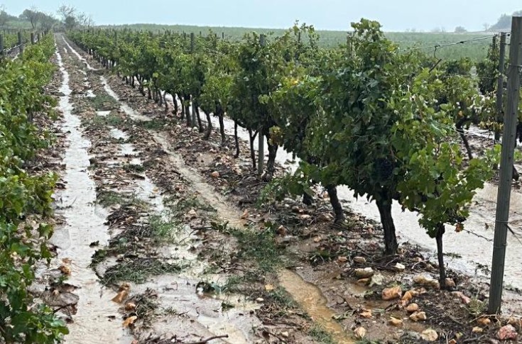 Quand la grêle tombe sur les vendanges 2023