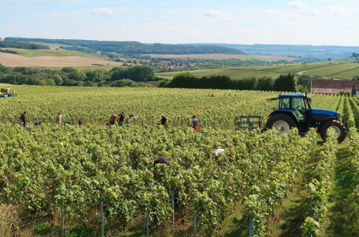 Plusieurs morts pendant les vendanges en Champagne et dans le Beaujolais 