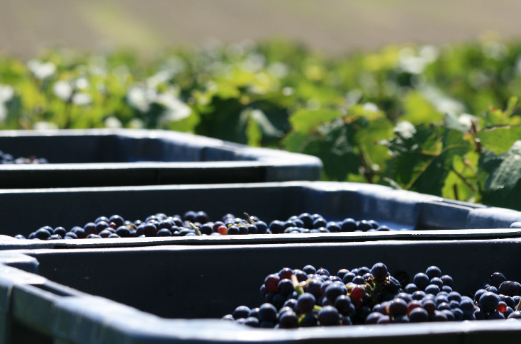 Pour les vendanges en Champagne, je trie, tu tries, il trie…