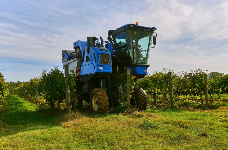 Les vignerons ne doivent plus attendre pour rentrer leur vendange 