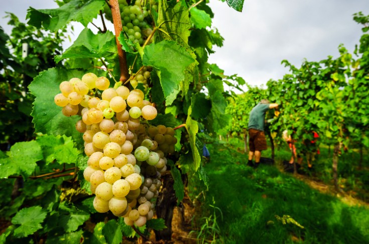 Des podcasts pour transmettre la culture du vin aux vendangeurs saisonniers