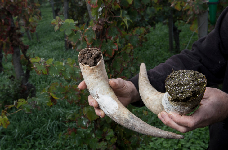 Le vin en biodynamie, cache secte de l’anthroposophie ?