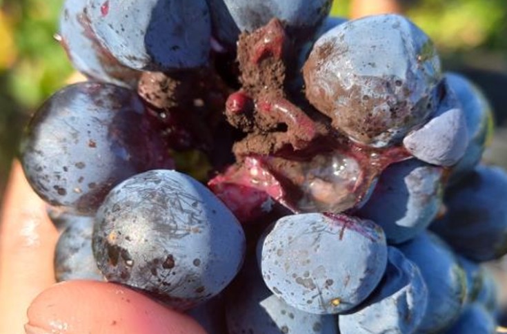 Des foyers de pourriture accélèrent les vendanges d’Anjou Saumur