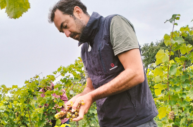 En Bretagne, l’heure des premières vendanges a sonné