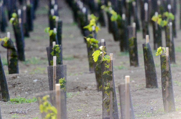 Cognac réduit la voilure de 3 000 à 100 ha de nouvelles vignes à planter en 2024
