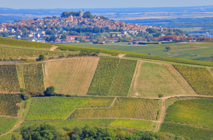 Harvesting gets off to a great start in the Sancerre region