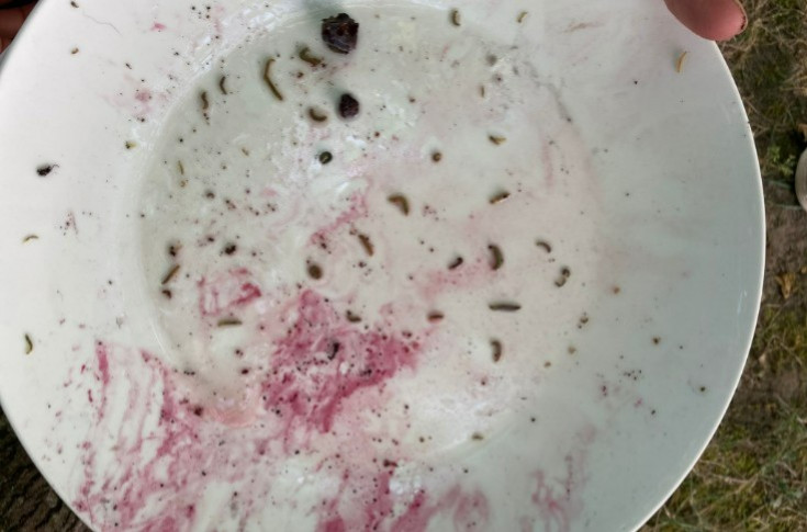 Le saumurage pour compter les tordeuses par grappe de raisin