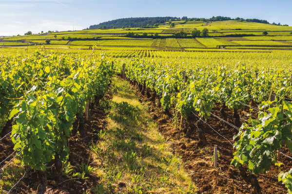 Un fonds d’investissement lyonnais s’implante dans le vignoble de Bourgogne